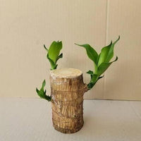 Brazilian Lucky Wood Mini Home Plant Decorations - Essentials