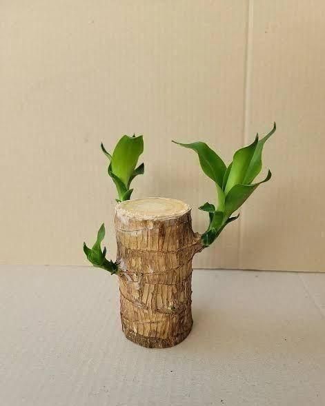 Brazilian Lucky Wood Mini Home Plant Decorations - Essentials