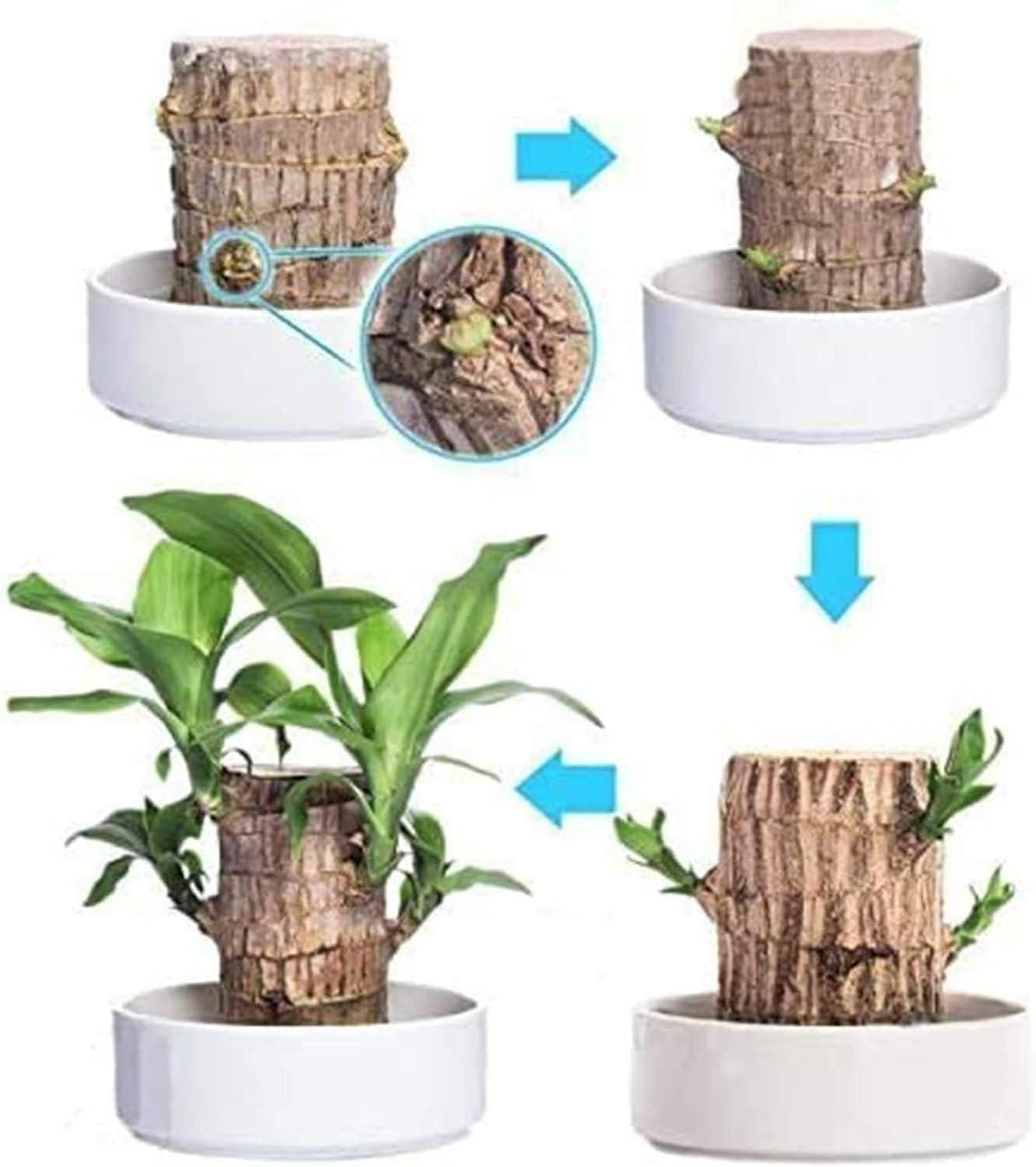 Brazilian Lucky Wood Mini Home Plant Decorations - Essentials