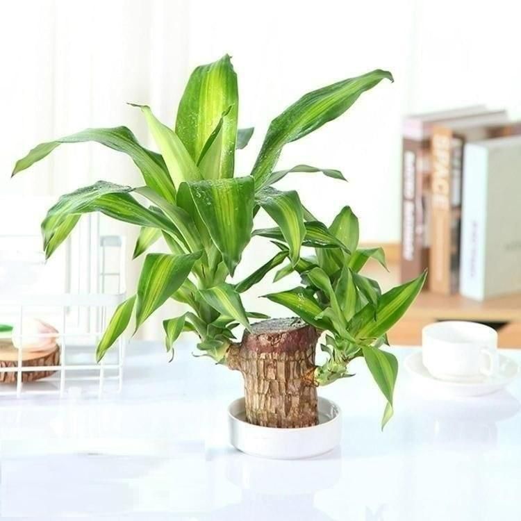 Brazilian Lucky Wood Mini Home Plant Decorations - Essentials