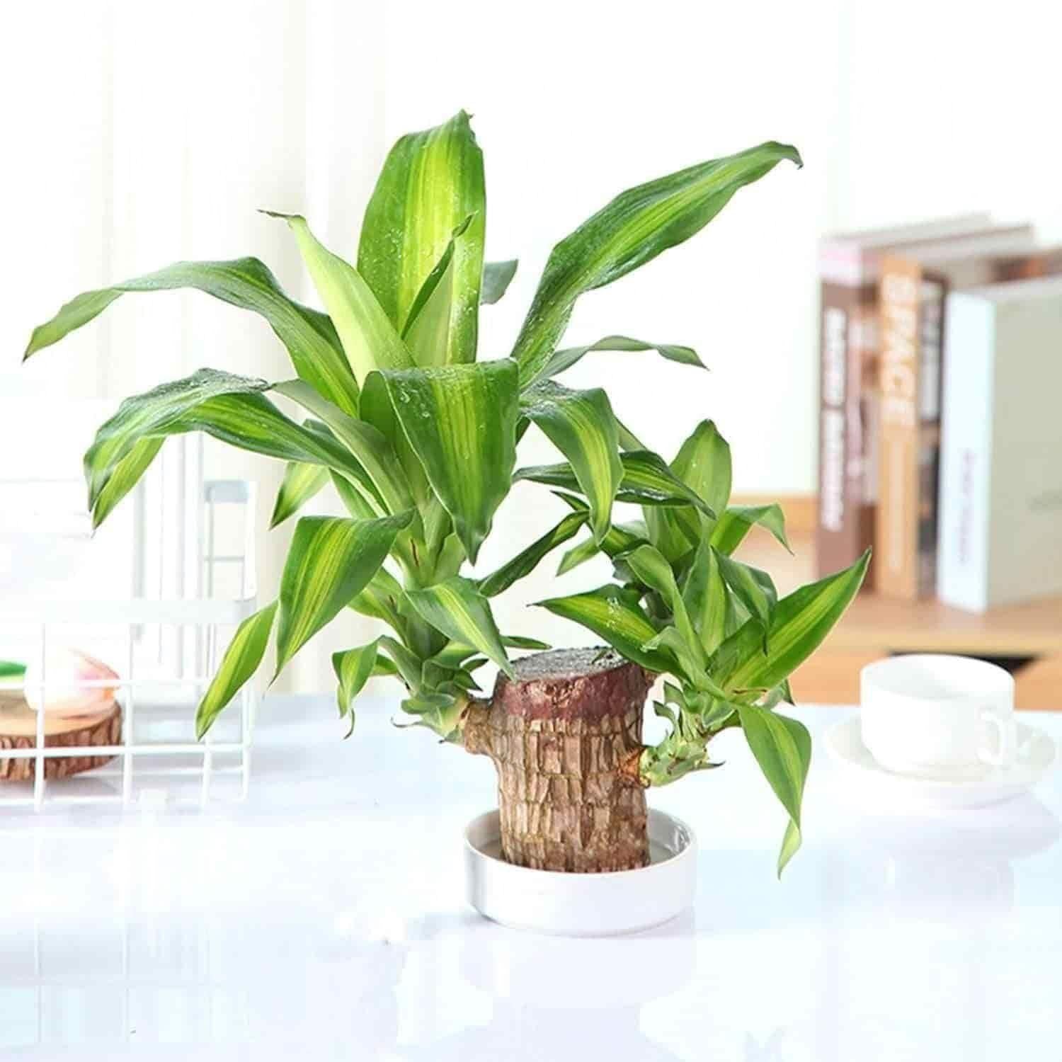 Brazilian Lucky Wood, Mini Home Plant Decorations - Essentials