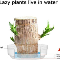Brazilian Lucky Wood, Mini Home Plant Decorations - Essentials