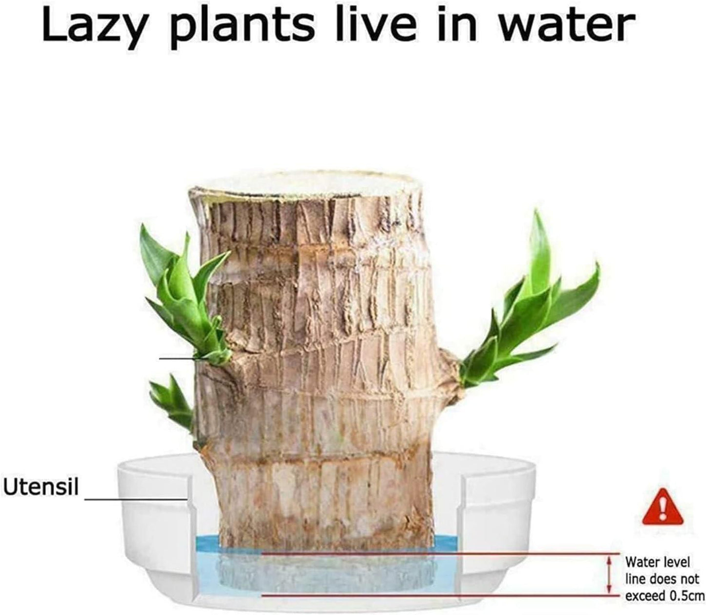 Brazilian Lucky Wood, Mini Home Plant Decorations - Essentials