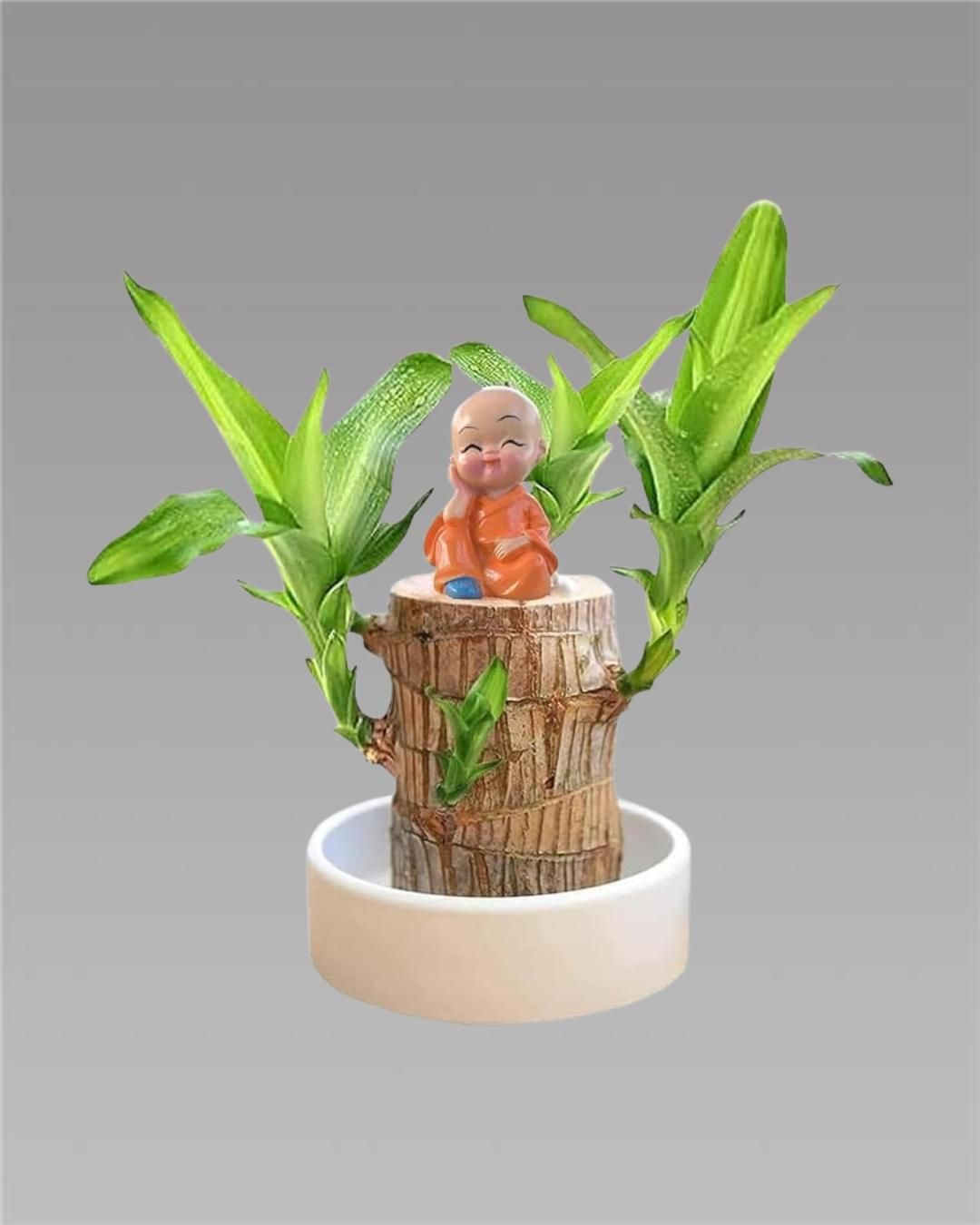 Brazilian Lucky Wood, Mini Home Plant Decorations - Essentials