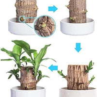 Brazilian Lucky Wood, Mini Home Plant Decorations - Essentials