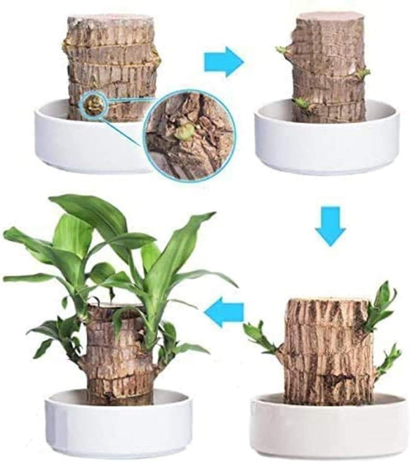Brazilian Lucky Wood, Mini Home Plant Decorations - Essentials